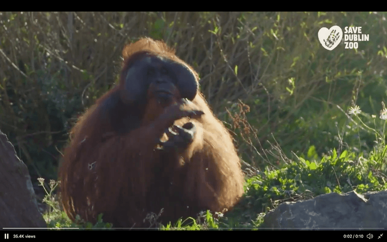 Dublin Zoo issue heartfelt message after donations pass €1,000,000 Dublin Zoo issue heartfelt message after donations pass €1,000,000