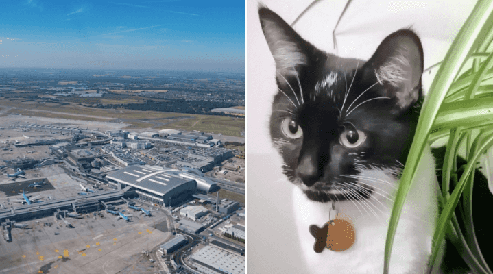 A cat missing since Christmas Eve was found at Dublin Airport this morning A cat missing since Christmas Eve was found at Dublin Airport this morning