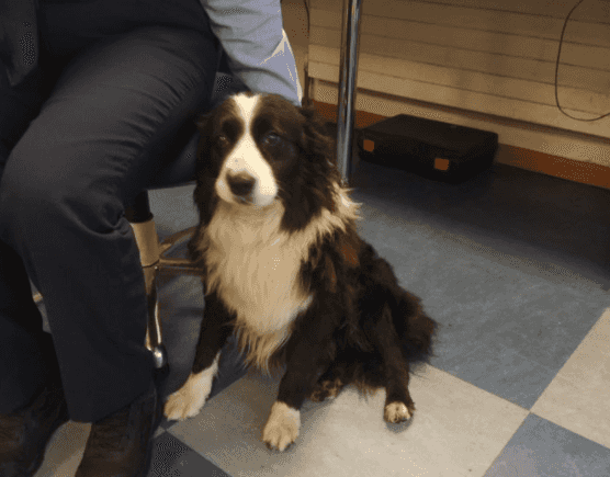 Gardaí seek to reunite owner with dog found on M50 Gardaí seek to reunite owner with dog found on M50