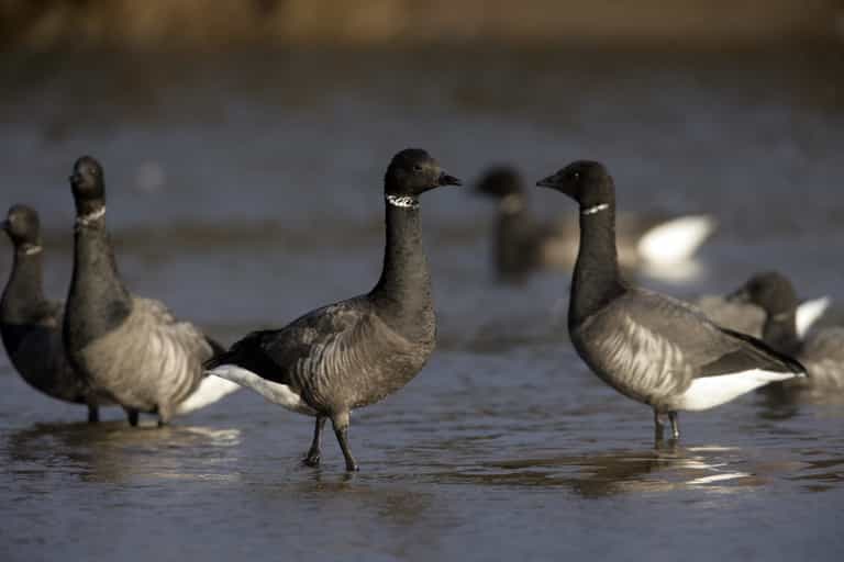 Spotted these unusual geese in Dublin? Experts explain where they come from and why they’re here Spotted these unusual geese in Dublin? Experts explain where they come from and why they’re here