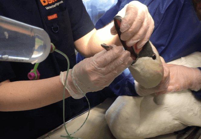 PICS: Underweight ‘Swanathan’ the swan rescued by Gardaí in North Dublin PICS: Underweight ‘Swanathan’ the swan rescued by Gardaí in North Dublin