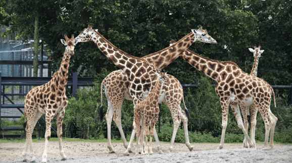 Reopening date for Dublin Zoo and other outdoor amenities to be announced this evening Reopening date for Dublin Zoo and other outdoor amenities to be announced this evening