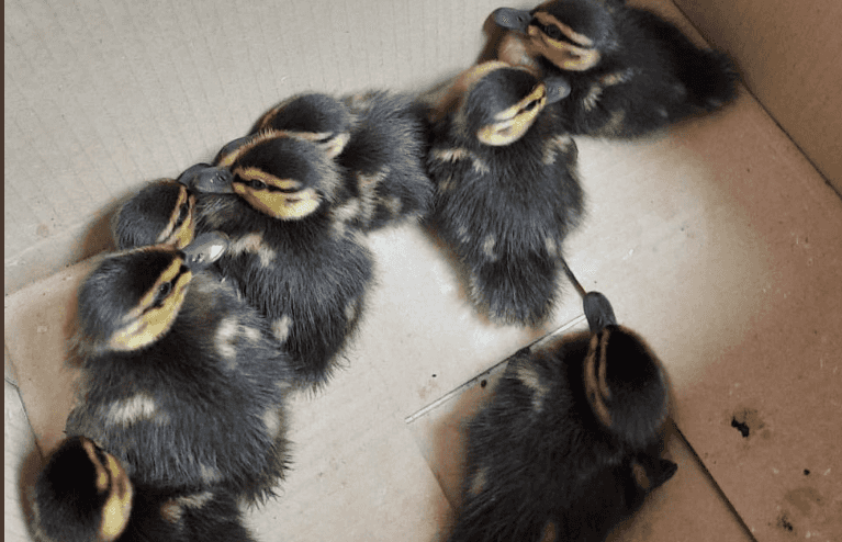 ‘Nine little orphans’ – DSPCA caring for ducklings rescued at Dublin train station ‘Nine little orphans’ – DSPCA caring for ducklings rescued at Dublin train station