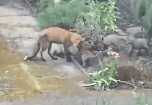 WATCH: Trinity College congratulates ‘Trinity Fox’ on birth of her five cubs WATCH: Trinity College congratulates ‘Trinity Fox’ on birth of her five cubs