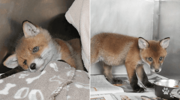 DSPCA share heartbreaking story of orphaned fox cubs Lovey and Cubby DSPCA share heartbreaking story of orphaned fox cubs Lovey and Cubby