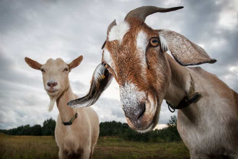 Irish company looking for Goat Herder on Howth Head and paying €45,000 a year Irish company looking for Goat Herder on Howth Head and paying €45,000 a year