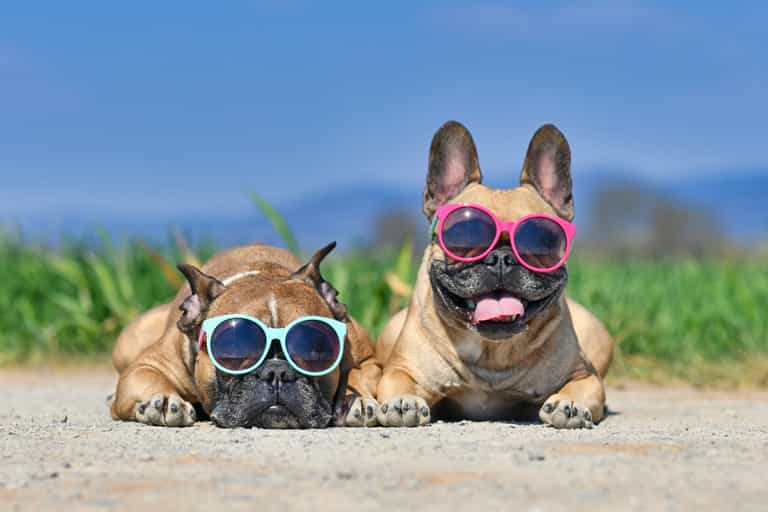DSPCA vet gives advice on how to care for your pet in this hot weather DSPCA vet gives advice on how to care for your pet in this hot weather