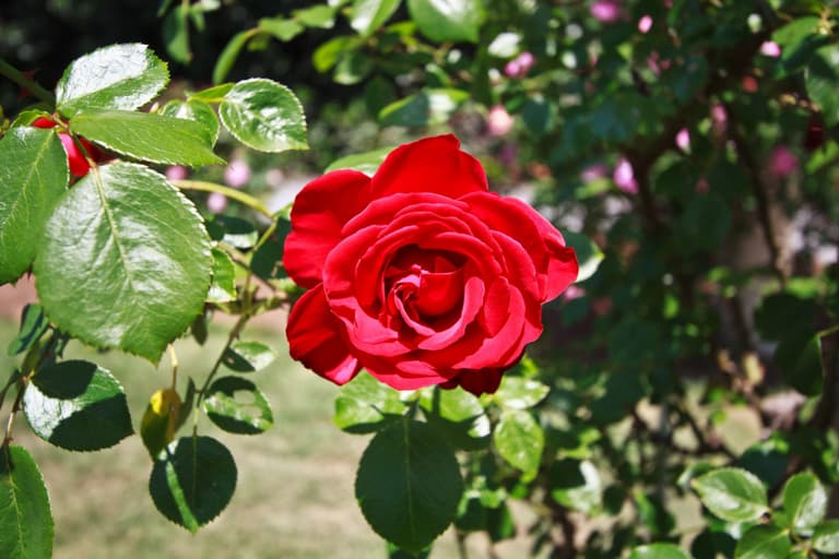 Everything you need to know about the Dublin Rose Festival 2022 Everything you need to know about the Dublin Rose Festival 2022