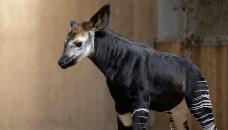 Dublin Zoo seeks perfect name for their new okapi calf Dublin Zoo seeks perfect name for their new okapi calf