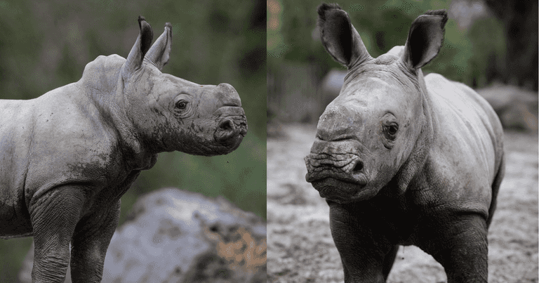 Dublin Zoo has announced the birth of a Southern white baby rhino Dublin Zoo has announced the birth of a Southern white baby rhino