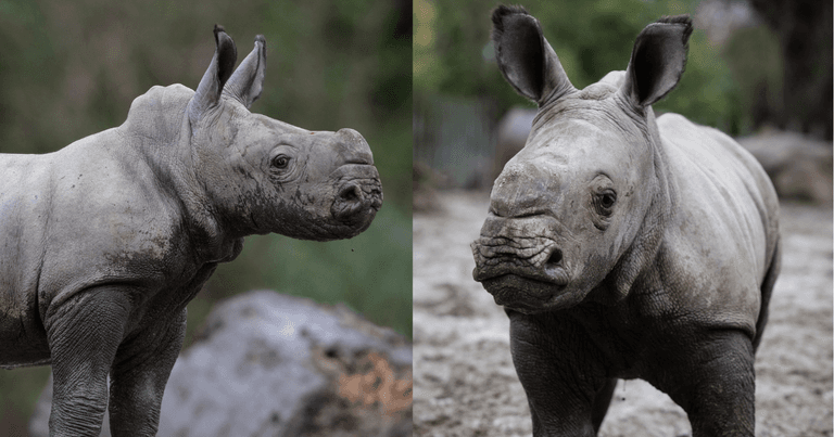 Dublin Zoo has announced the birth of a Southern white baby rhino Dublin Zoo has announced the birth of a Southern white baby rhino