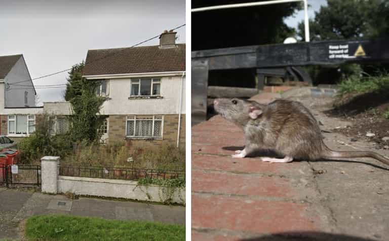Neighbours say rats ‘swing out of the curtains’ at derelict home in North Dublin Neighbours say rats ‘swing out of the curtains’ at derelict home in North Dublin