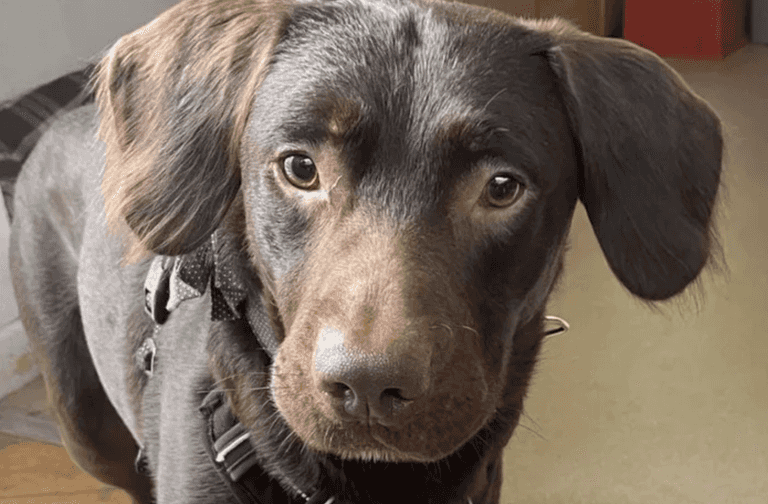‘Alcoholic dog’ first of its kind to be treated for addiction ‘Alcoholic dog’ first of its kind to be treated for addiction