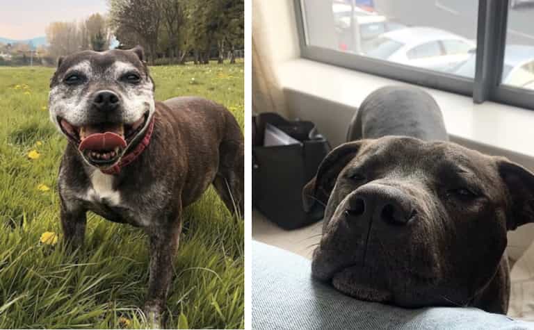 DSPCA launch ‘love-a-bull’ lounge to encourage adoption and spread positivity for bull breeds DSPCA launch ‘love-a-bull’ lounge to encourage adoption and spread positivity for bull breeds
