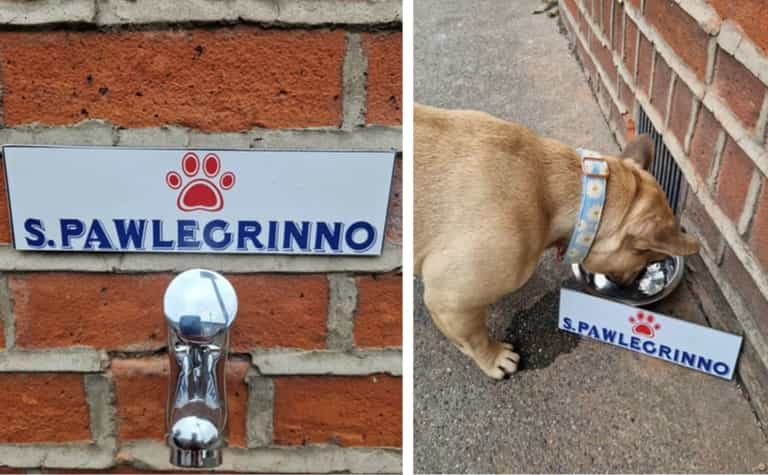 ‘Notoriously dog friendly’ Dublin pub installs ‘Pawlegrinno’ tap to keep pups hydrated ‘Notoriously dog friendly’ Dublin pub installs ‘Pawlegrinno’ tap to keep pups hydrated