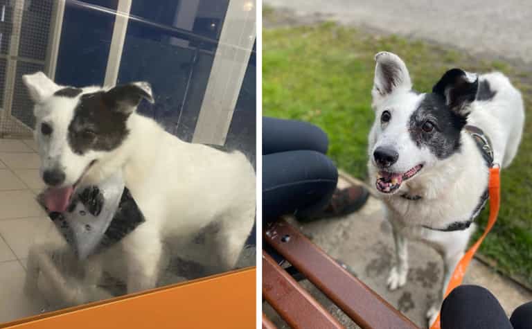 12 year old dog finds new home after spending 500 days with the DSPCA 12 year old dog finds new home after spending 500 days with the DSPCA