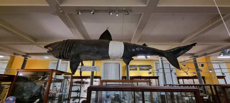 Basking shark at Dublin’s Dead Zoo fitted with a nappy due to high humidity Basking shark at Dublin’s Dead Zoo fitted with a nappy due to high humidity