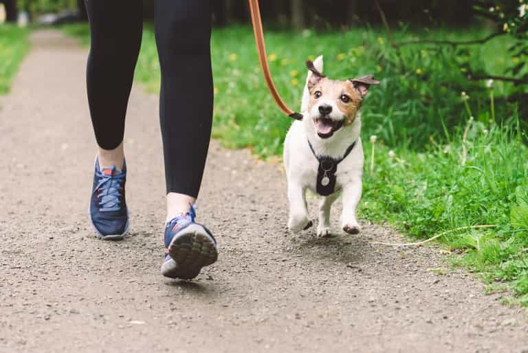 Dublin dog owners warned of scam as ‘fake dog warden’ hands out fines Dublin dog owners warned of scam as ‘fake dog warden’ hands out fines