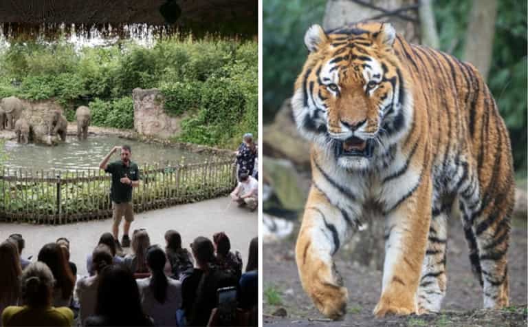 Dublin Zoo is giving away Golden Ticket lifetime passes this month Dublin Zoo is giving away Golden Ticket lifetime passes this month