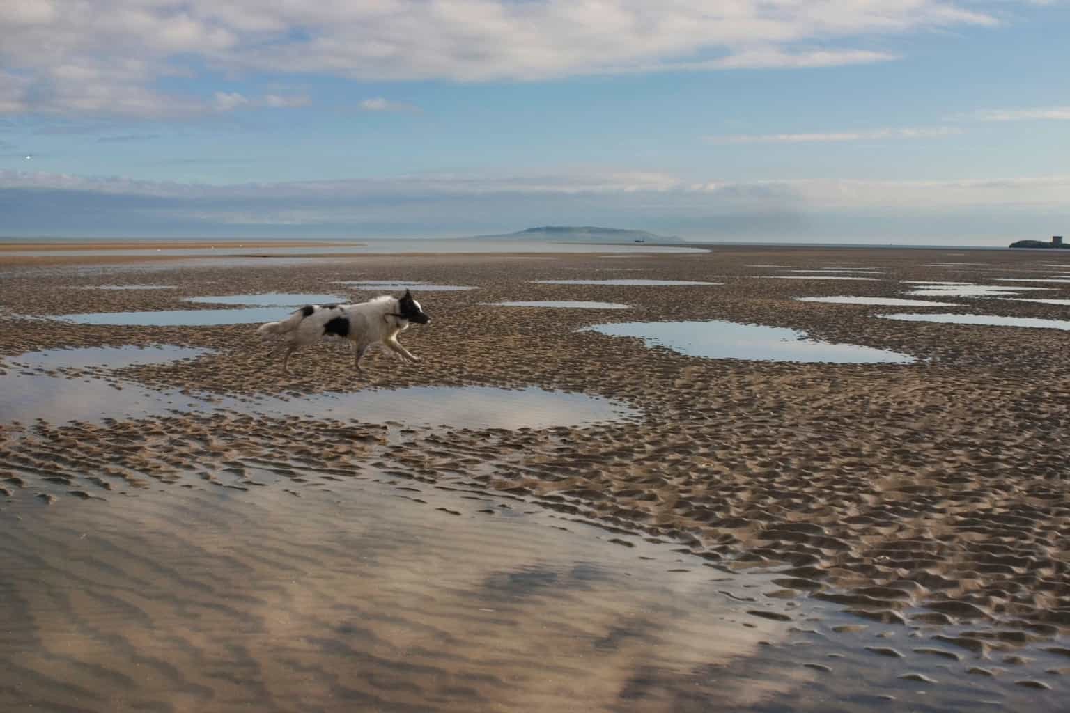 Dog dirt found in half of water samples collected from popular Dublin swimming spots