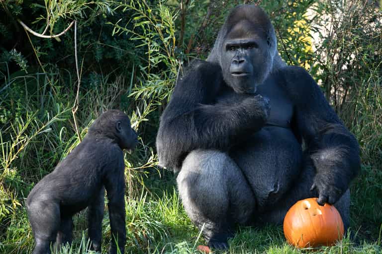 Kids in costume to go free at Dublin Zoo this Halloween weekend Kids in costume to go free at Dublin Zoo this Halloween weekend