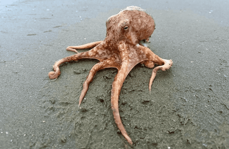 Octopus found fighting off seagulls on Dublin beach released back into the water Octopus found fighting off seagulls on Dublin beach released back into the water