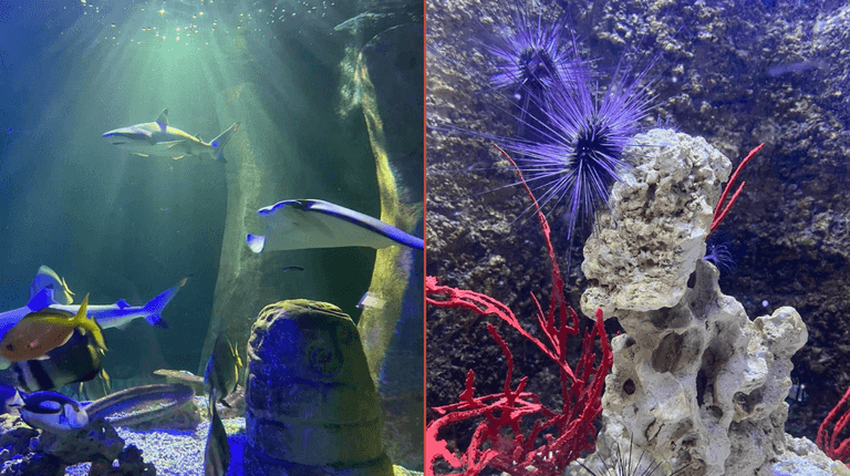 Bray Sea Life aquarium to shut down after over 25 years in operation Bray Sea Life aquarium to shut down after over 25 years in operation