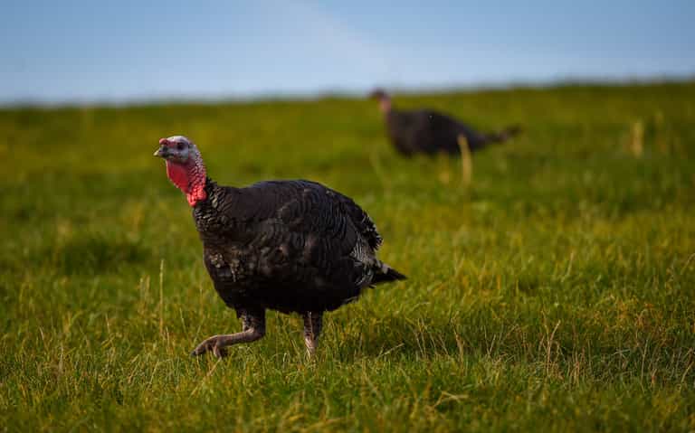 North Dublin family farm end turkey farming ahead of Christmas after 30 years North Dublin family farm end turkey farming ahead of Christmas after 30 years
