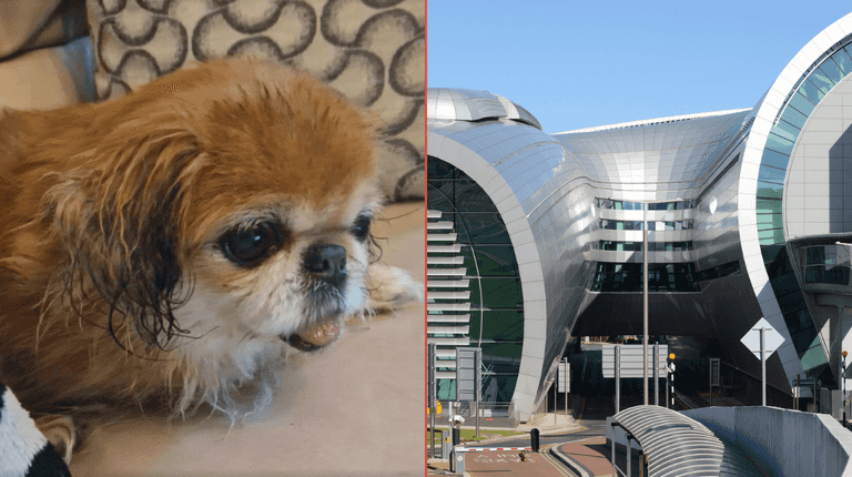 Dog abandoned at Dublin Airport finds permanent home ahead of Christmas Dog abandoned at Dublin Airport finds permanent home ahead of Christmas