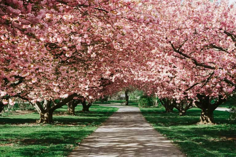9 Gorge Spots in Dublin to Visit During Cherry Blossom Season 9 Gorge Spots in Dublin to Visit During Cherry Blossom Season