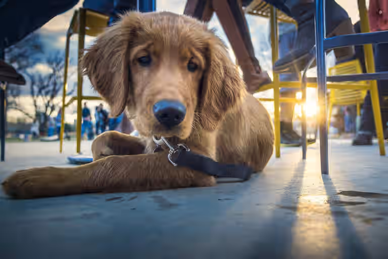 40 dog-friendly places to bring your pooch in Dublin 40 dog-friendly places to bring your pooch in Dublin