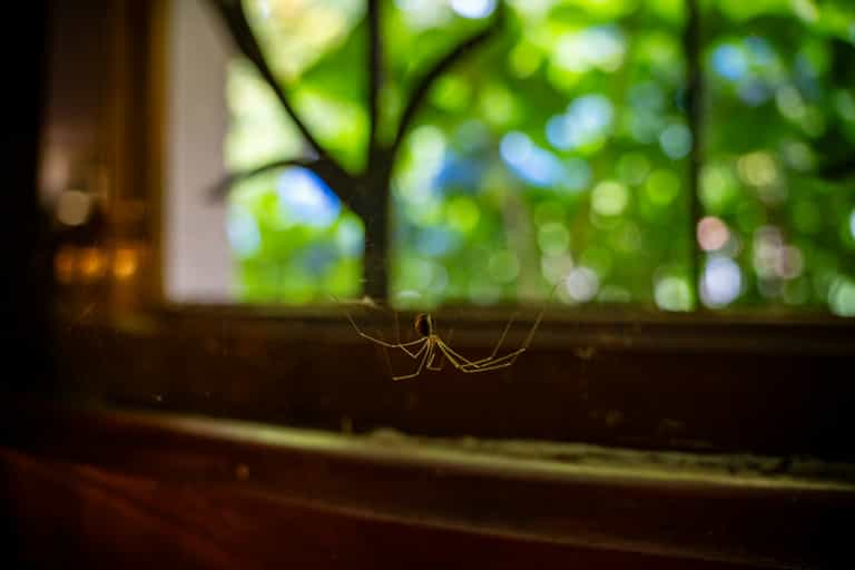 Spider Season Has Come Early Spider Season Has Come Early