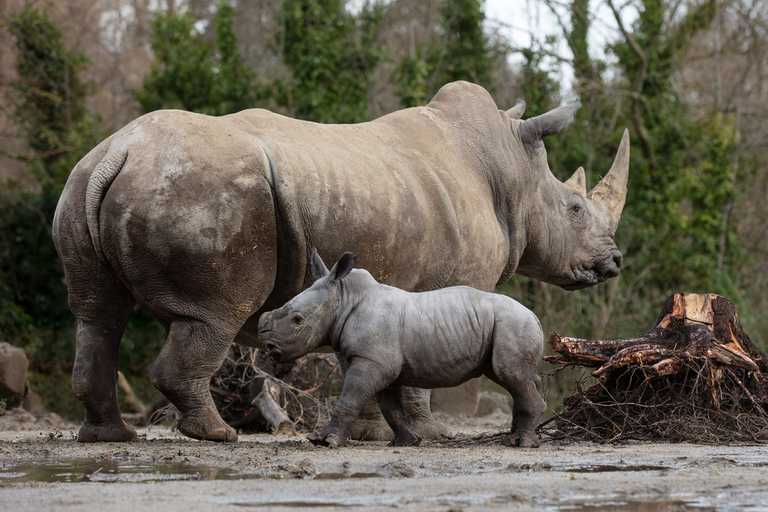 Adorable baby rhino born at Dublin Zoo Adorable baby rhino born at Dublin Zoo