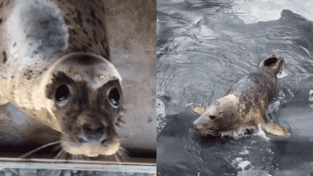 Seal Rescue Ireland introduce us to some of their floppy friends in adorable video