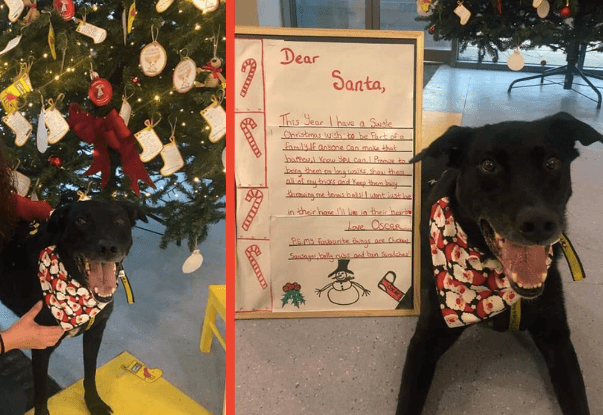 WATCH: After eight years, this Dublin dog’s Christmas wish to be adopted came true WATCH: After eight years, this Dublin dog’s Christmas wish to be adopted came true