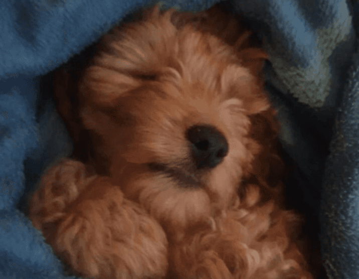 Dublin Fire Brigade called to rescue puppy from electric sofa Dublin Fire Brigade called to rescue puppy from electric sofa