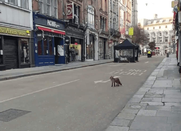 WATCH: An inquisitive fox was spotted roaming around Dublin yesterday WATCH: An inquisitive fox was spotted roaming around Dublin yesterday