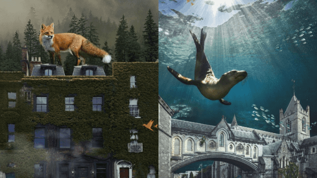 Photographer’s ‘Wild Dublin’ print collection is absolutely captivating Photographer’s ‘Wild Dublin’ print collection is absolutely captivating