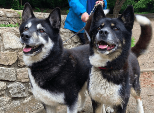 5 dog-friendly walks for you and your pooch this weekend 5 dog-friendly walks for you and your pooch this weekend