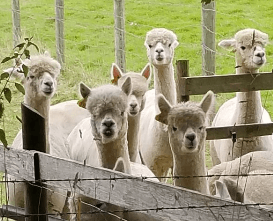 Electric Picnic may be cancelled, but here’s 6 things you could do this weekend instead! Electric Picnic may be cancelled, but here’s 6 things you could do this weekend instead!