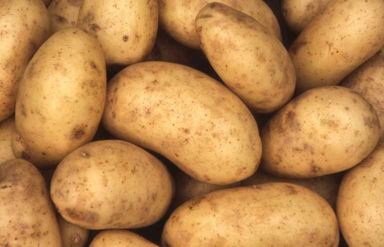 “Potato I Have”: Why Are We So Obsessed with Potatoes “Potato I Have”: Why Are We So Obsessed with Potatoes