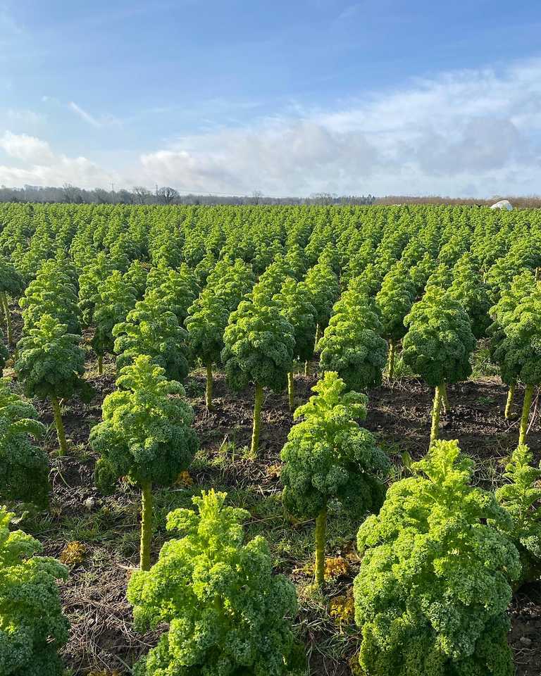 What to eat, drink, and do in Dublin right now What to eat, drink, and do in Dublin right now