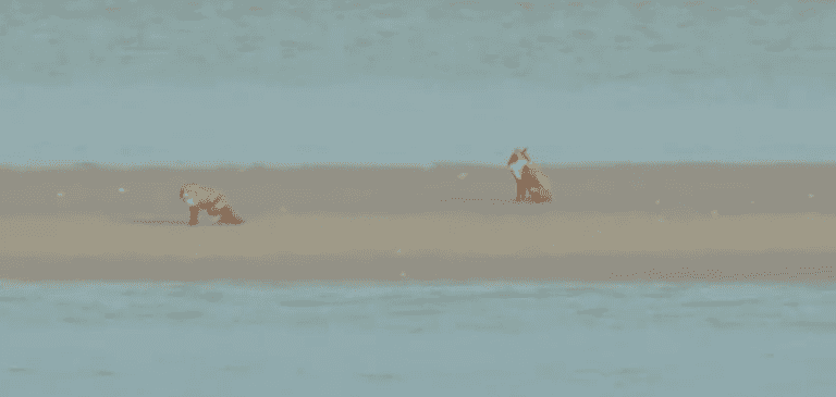 Coast Guard footage shows foxes trapped on sandbank after tide coming in Coast Guard footage shows foxes trapped on sandbank after tide coming in