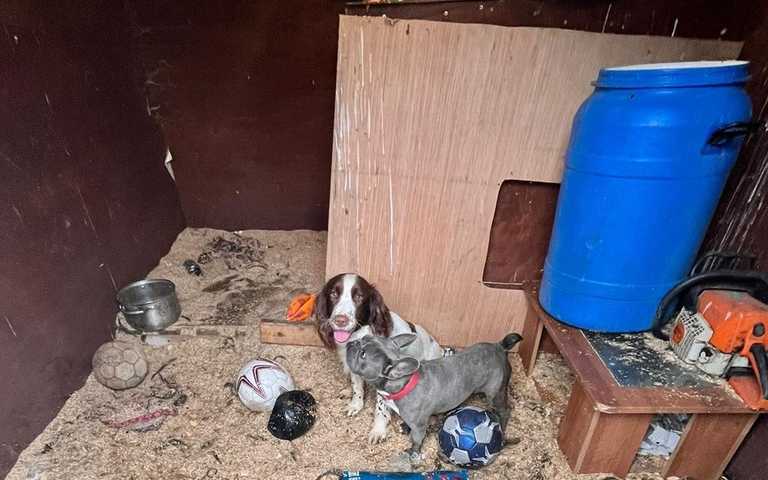 16 puppies recovered during Garda search operation in Ballymun 16 puppies recovered during Garda search operation in Ballymun