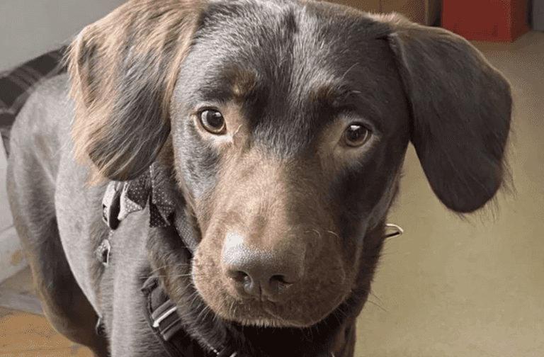 ‘Alcoholic dog’ first of its kind to be treated for addiction ‘Alcoholic dog’ first of its kind to be treated for addiction