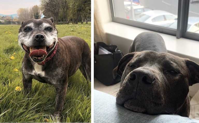 DSPCA launch ‘love-a-bull’ lounge to encourage adoption and spread positivity for bull breeds DSPCA launch ‘love-a-bull’ lounge to encourage adoption and spread positivity for bull breeds