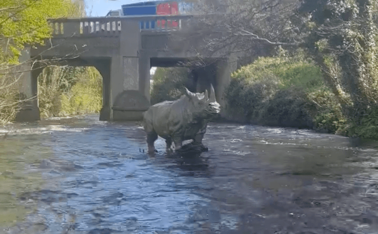 Have you noticed the life-sized rhino sculpture in the Dodder? Have you noticed the life-sized rhino sculpture in the Dodder?