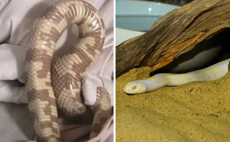 Huge snake found in Dublin woman’s bed, local pet shop appeals to find owner Huge snake found in Dublin woman’s bed, local pet shop appeals to find owner