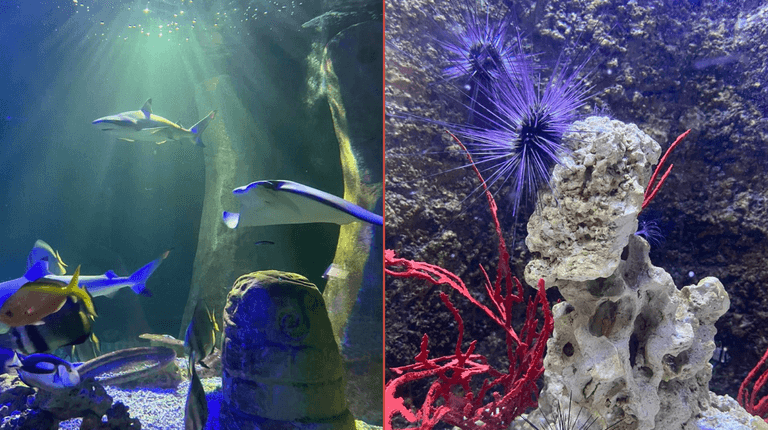 Bray Sea Life aquarium to shut down after over 25 years in operation Bray Sea Life aquarium to shut down after over 25 years in operation