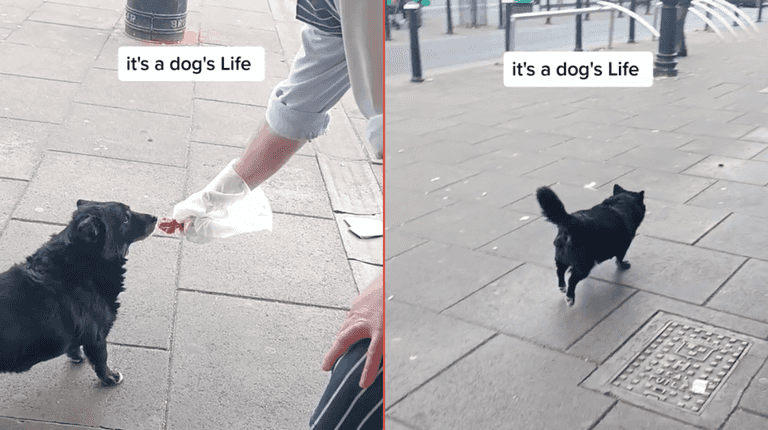 Beloved Ballyfermot dog known for daily visits to local butchers passes away Beloved Ballyfermot dog known for daily visits to local butchers passes away